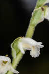 Texas lady's tresses